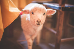 curious baby sheep looking to the camera curious baby sheep looking to the camera